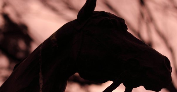 馬の瞳を見つめて 馬の瞳を見つめて(増補版)16｜渡辺はるみ