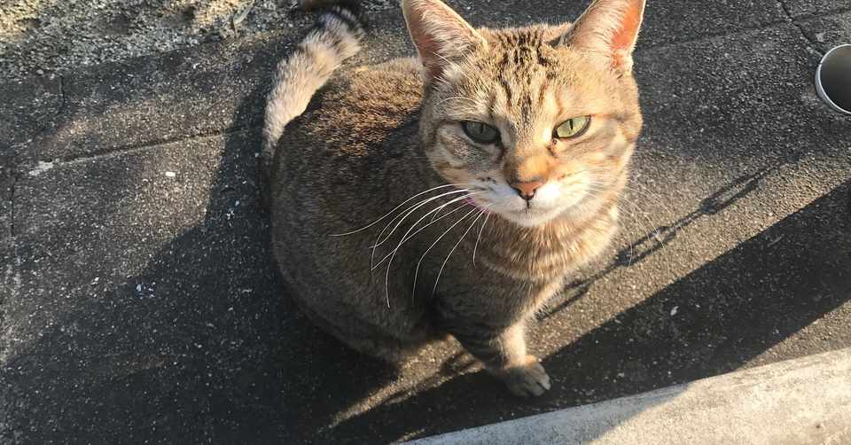 吉田家の猫ラッキーの巻 よしださん Note