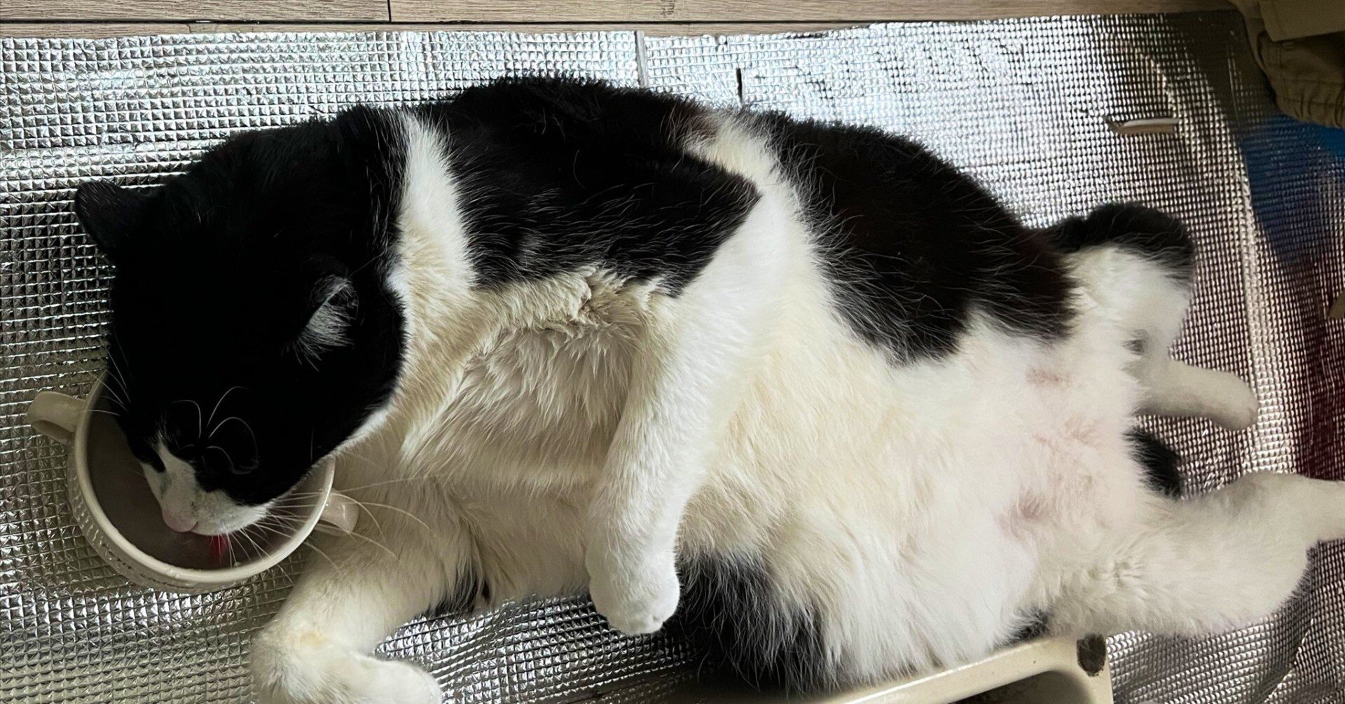 ネコちゃん様 気力ゼロ】暑くて転がっていた猫ちゃん、起きるのが面倒で仰向けのまま