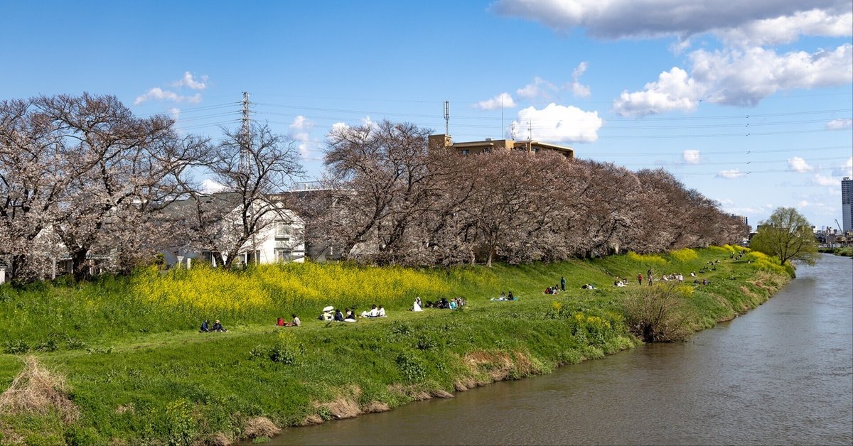 v032, 満開の桜堤通り｜ひろやん