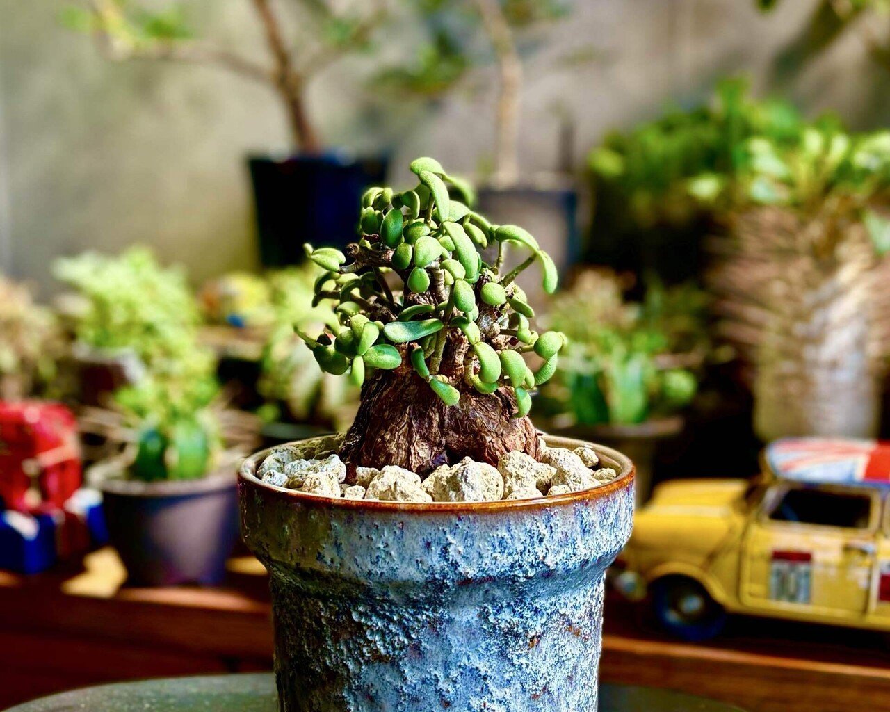 グラキリス【コレクション株】手のひらサイズ グラキリス【コレクション株】手のひらサイズ グラキリス