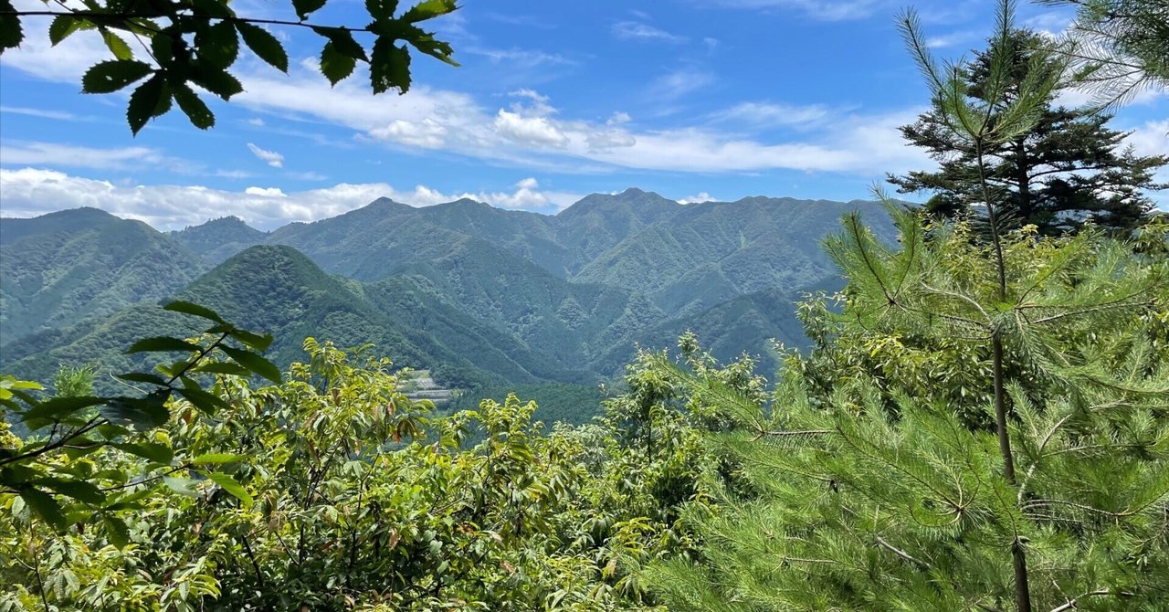 岩手県産山葡萄　樹皮　S級　ラスト１点 岩手県産山葡萄 樹皮 S級 ラスト1点 （新規お客様限定】山のき
