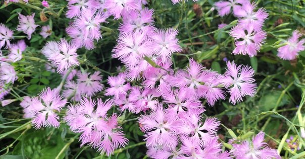 山茶花 2023.01.20 山茶花 【乙女サザンカ】 ｜日本花卉文化株式会社