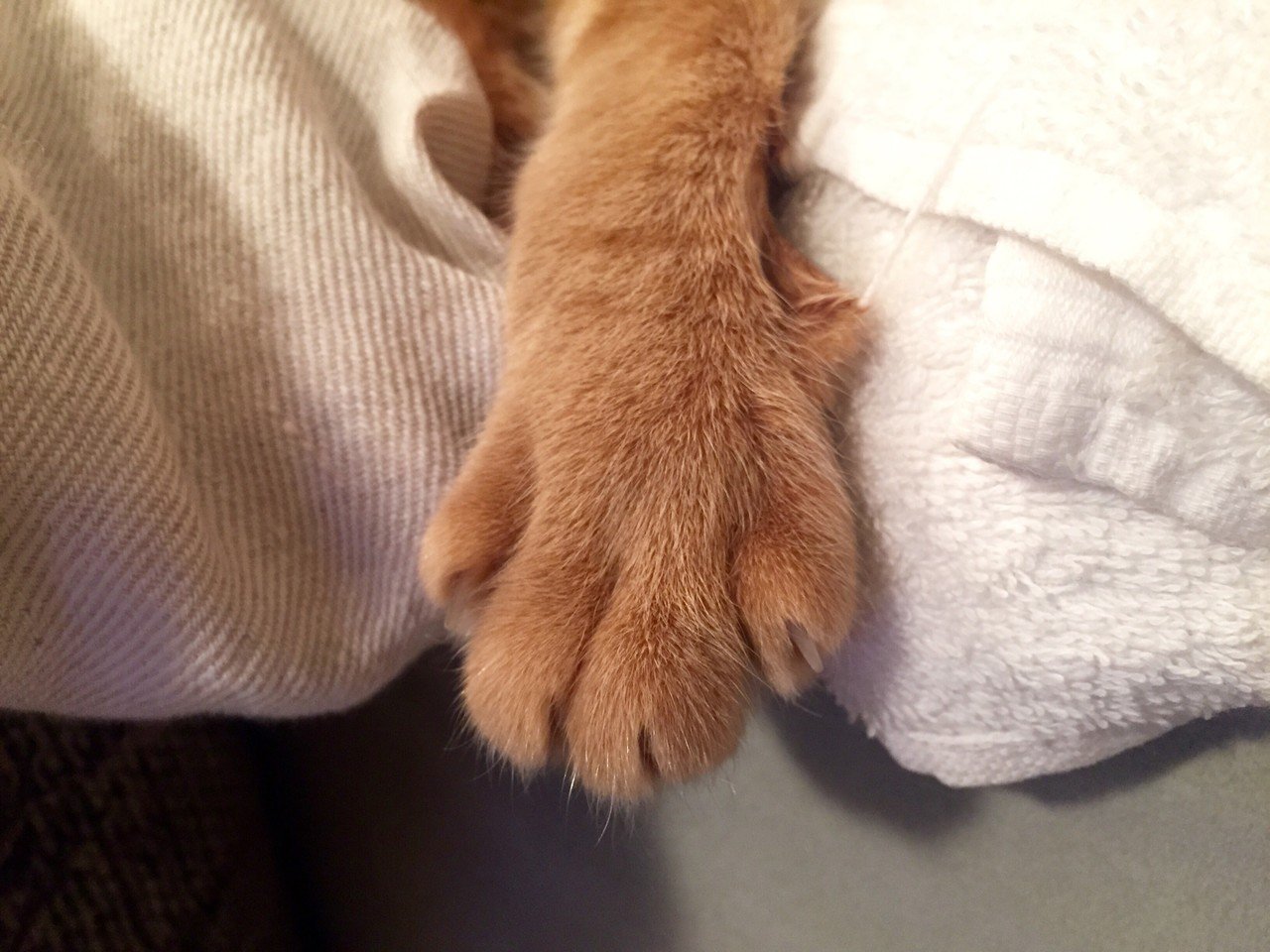寝ている猫のおてて｜mizunote