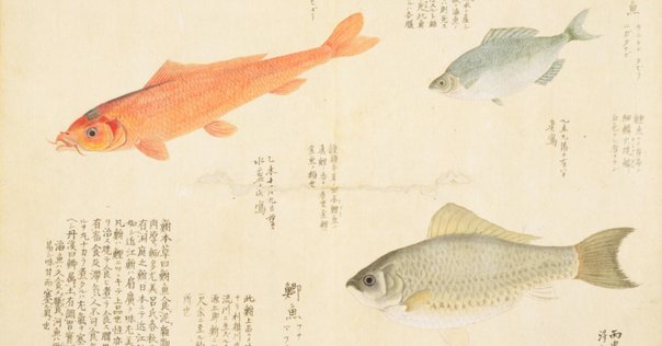 日本列島産淡水魚類総説 復刻版青柳兵司著 淡水魚保護協会 日本列島産淡水魚類総説』（青柳兵司著、淡水魚保護協会）｜上方