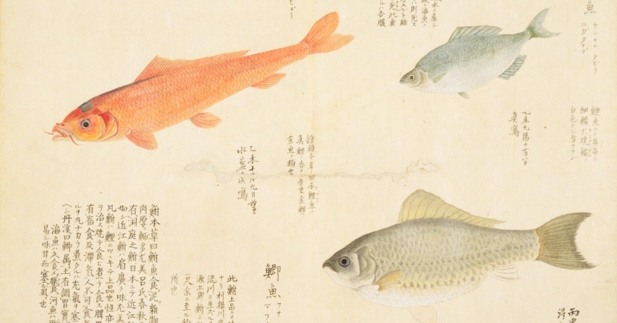 梅園魚品図正】(80) 金鯉（ひごい）／鯽魚（ふな）／鰱魚（にが