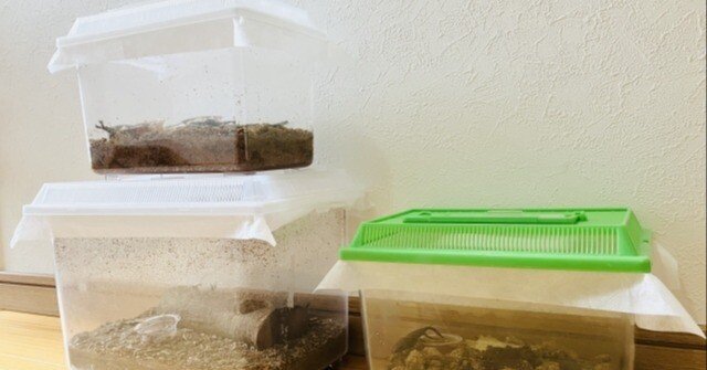 カブトムシ・クワガタムシの飼育ケースはこれ一択！｜イロムシD