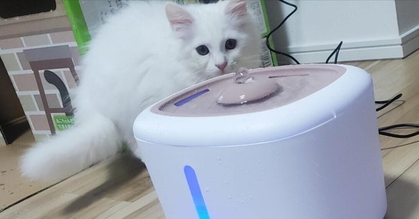 28L大容量 重力設計 自動給水器 フィルター付き 自動補水 Amazon | 水飲み器 自動給水器 みずのみ 2.8L大容量 猫 中小型犬