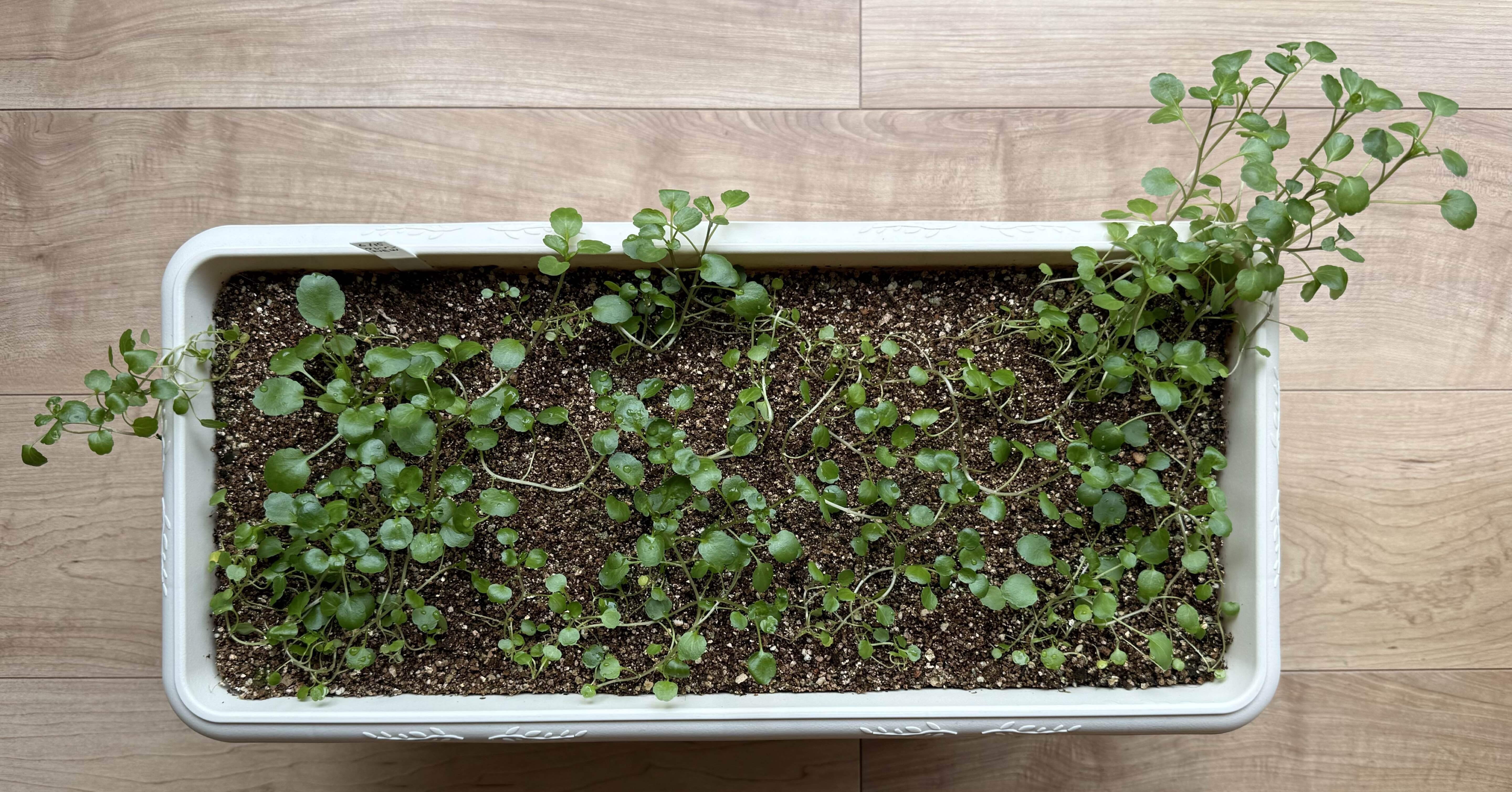 愛葉レナ　「発育」 クレソン栽培記#4】 徒長問題、発覚！復活できるのか？の巻｜かずラボ