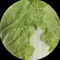 白菜ナベミ