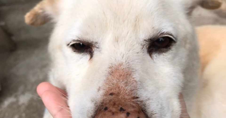 飼い主必見 飼い主がリーダーになるために意識するべきことを教えます シスト 犬の心理学研究員 Note