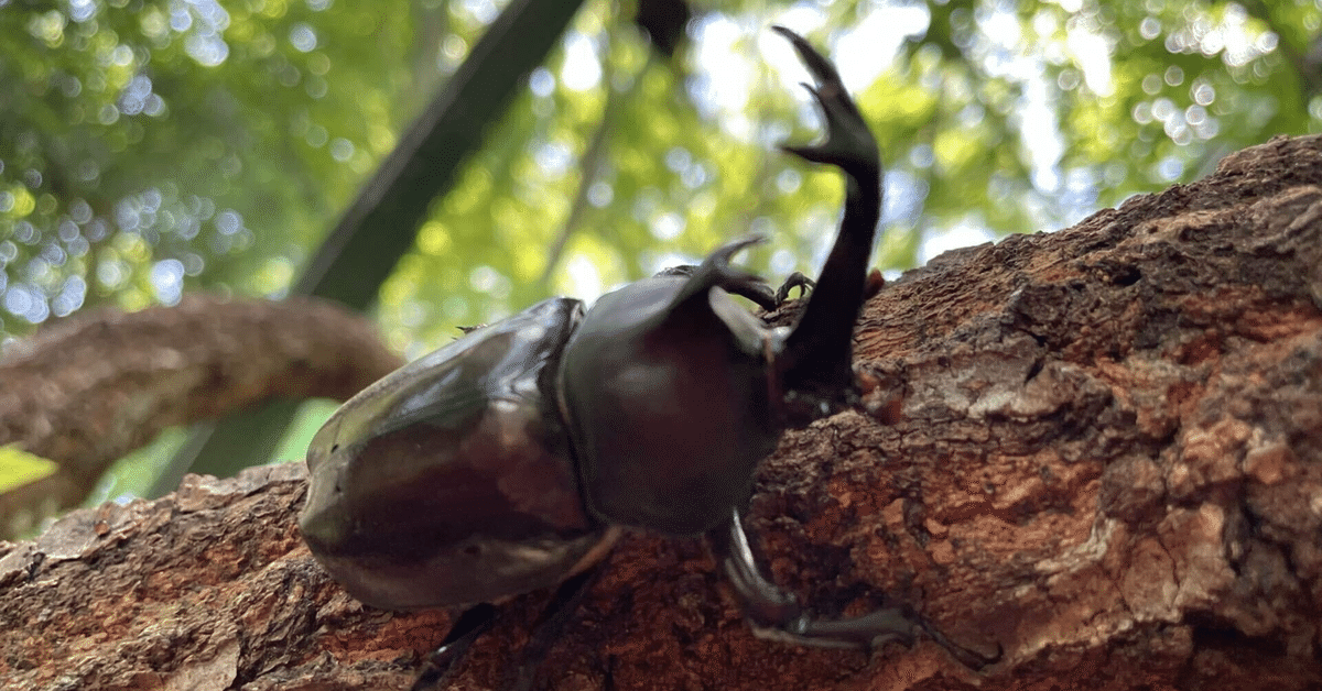 サントリー - カブトムシ Amazon.co.jp: インセクトランド 消臭バイオカブト虫ゼリー 50個