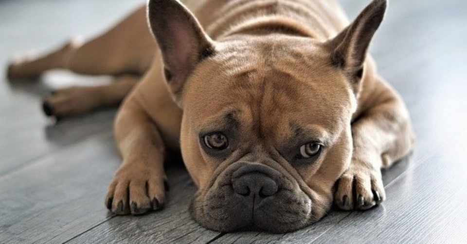 下痢しやすい犬におすすめのドッグフードランキング 下痢の原因と対策まとめ 犬の餌情報局 Note