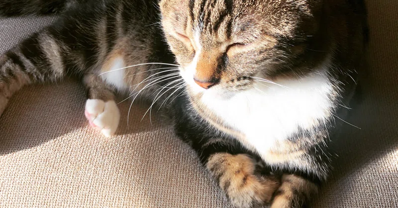 猫のうんちをトイレに流すとラッコが死ぬ話を調べてみた Suiius Note