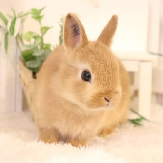 うさぎと暮らしてみた 菊池 美咲 Note