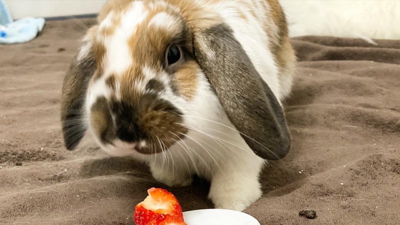 うさぎと暮らしてみた 菊池 美咲 Note