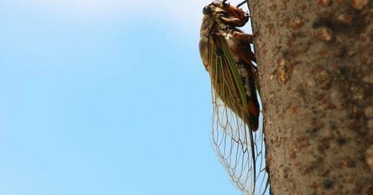 Cicada Myth｜ささじあきひで