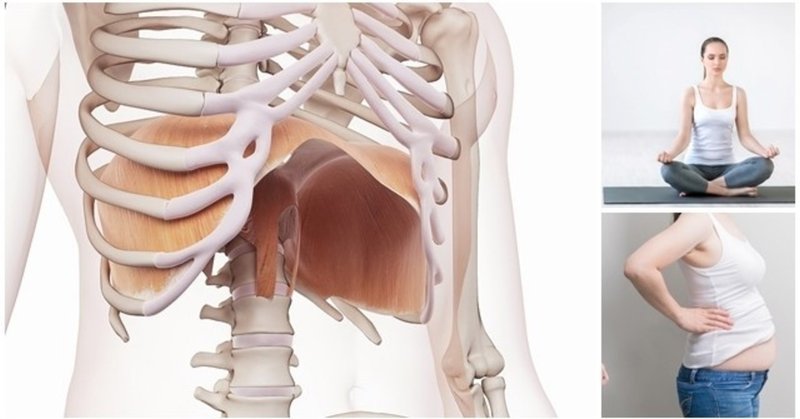横隔膜の解剖 Re Frame Conditioning Academy Rfca Note