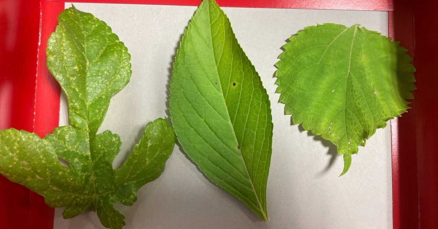 蚕のミニ自由研究：蚕は桑を探しだせるのか？｜中央市豊富郷土資料館