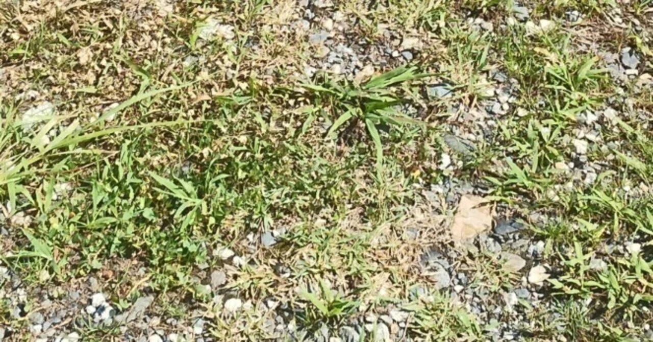 庭の雑草｜66hakuba