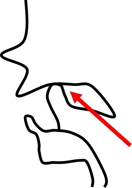遺伝だと諦めていた 巻き舌 ができるようになった話 原理と練習法 Mits Note 遺伝だと諦めていた 巻き舌 ができるようになった話 原理と練習法 Mits Note