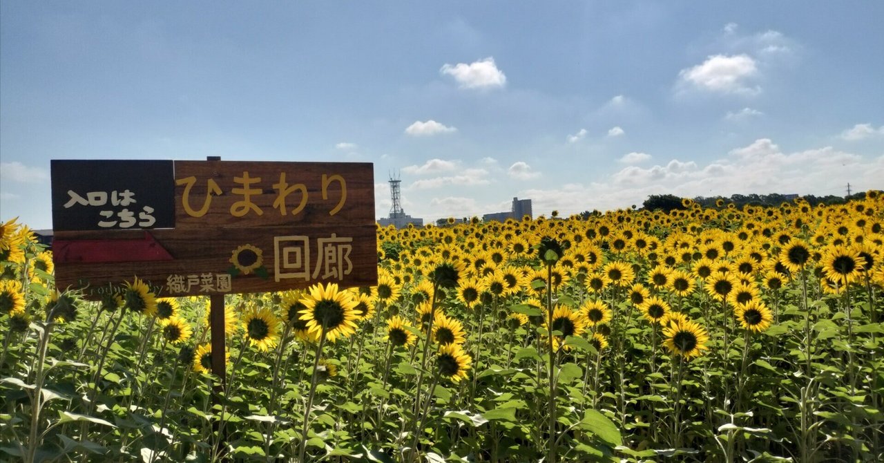 ひまわり 昭和記念公園ヒマワリ02