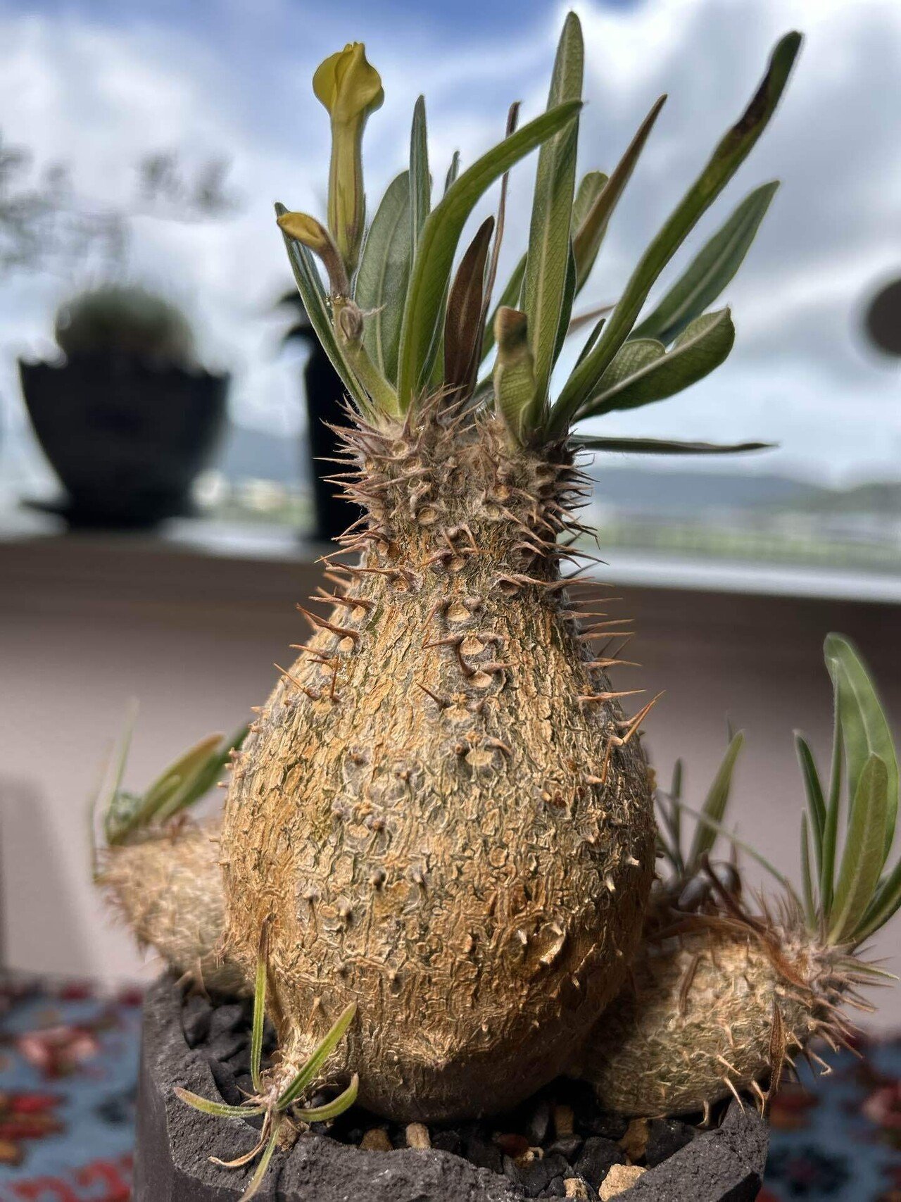 グラキリス実生 高さ約30cm チャーム（ペット） （多肉植物）パキポディウム グラキリス S