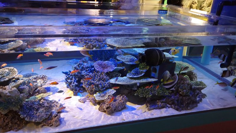 カティアの水族館紀行 竹島水族館 カティア Note カティアの水族館紀行 竹島水族館 カティア Note