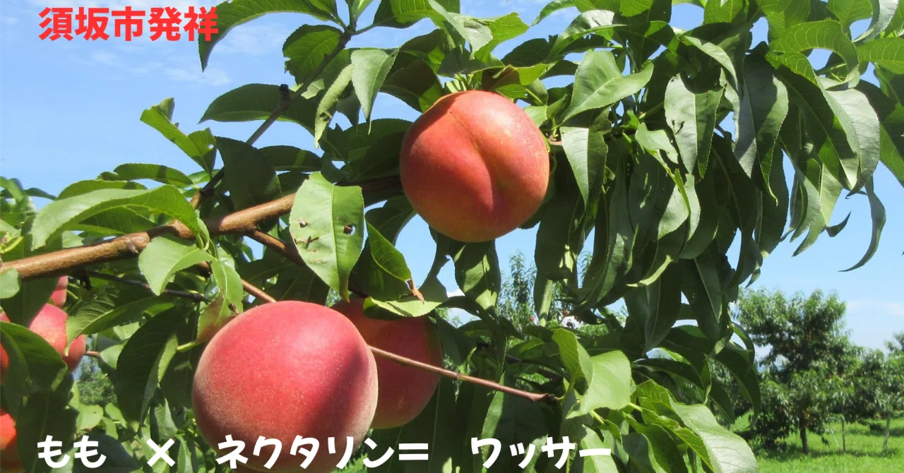 この夏、まるかじりしたい！長野・須坂発の新名物『ワッサー』｜長野県