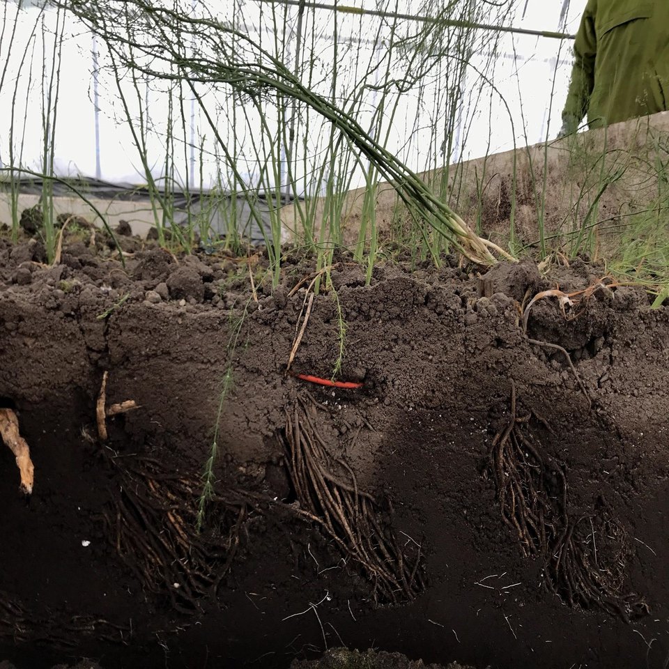 伏せ込みアスパラを撤去した 吉田拓実 さいこうファーム Okhotsk Bihoro Note