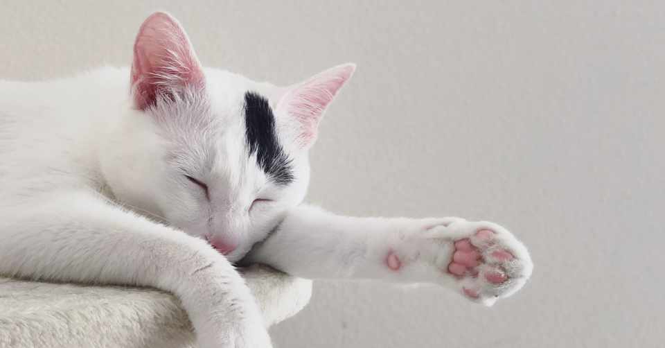 夫が昨日も今日も 一日中寝ている オゼキカナコ Note