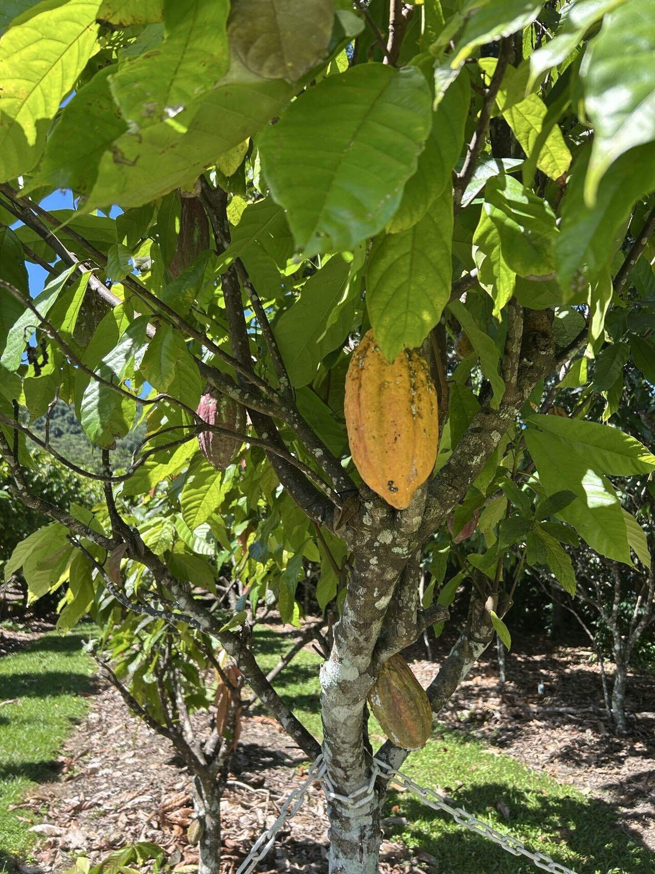 クイーンズランド旅のオマケ｜オーストラリアの野放しカオル