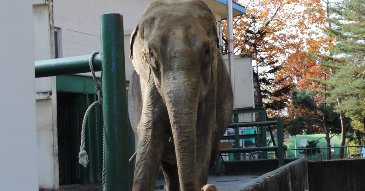 【ケナナニッターズ】ゾウ 象 今日は、展示会で大好評だった ゾウの置物をご紹介します