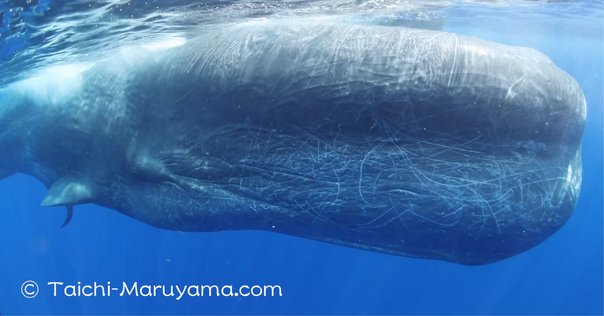 【A級呪物】古代中国秘伝の古鯨「啄木鯨」 ファイル:Miyamoto-Musashi-Attacking-Giant-Whale-Utagawa