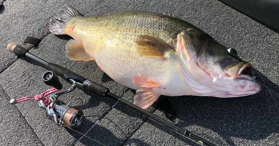 先日のサカマタシャッド8インチフィッシュ 榎 遼介 Note