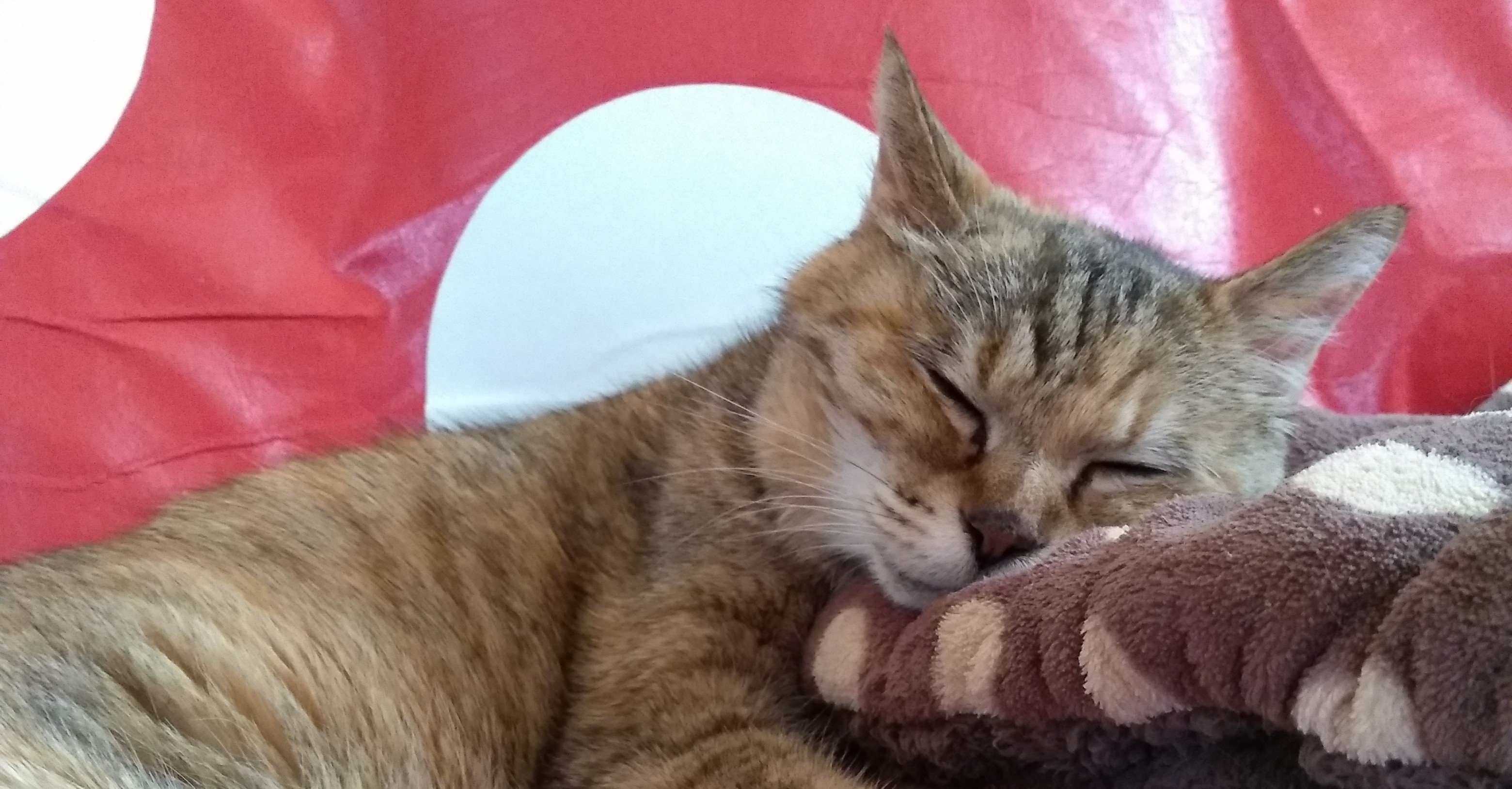 猫の1分間の呼吸数|ともえねこ|note