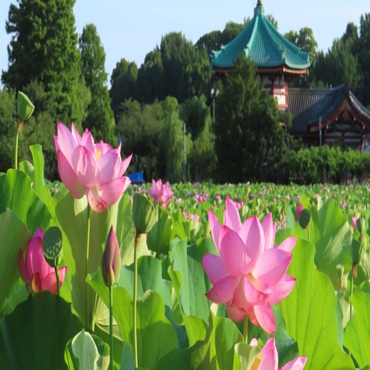 今年も不忍池へ、蓮を観に！｜花と日々 yas