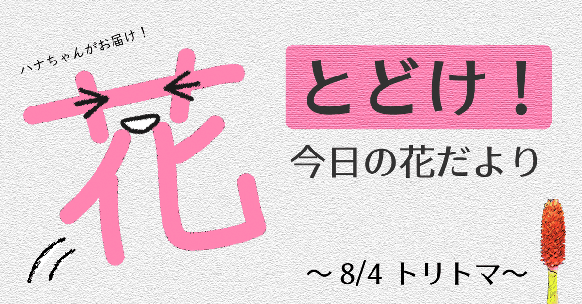 とどけ!今日の花だより 8/4 トリトマ とどけ!今日の花だより 8/4 トリトマ