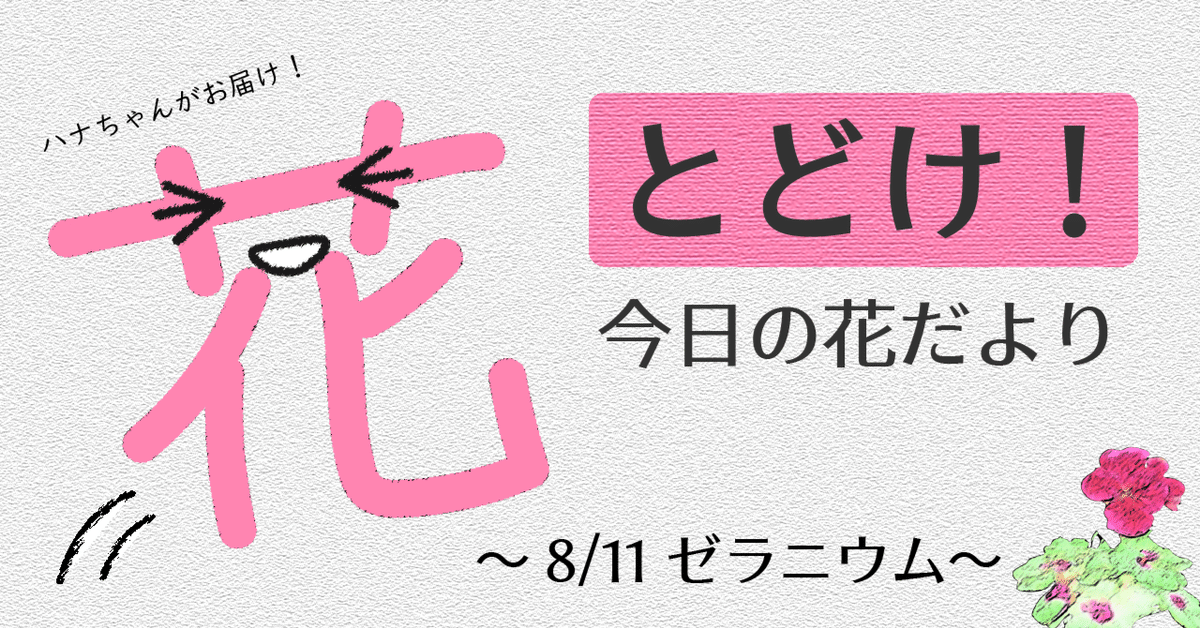 とどけ！今日の花だより 8/11「ゼラニウム」