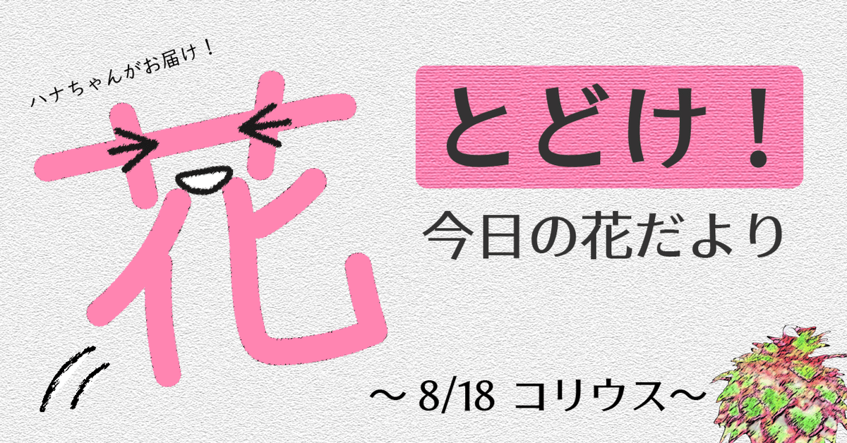 とどけ！今日の花だより 8/18「コリウス」