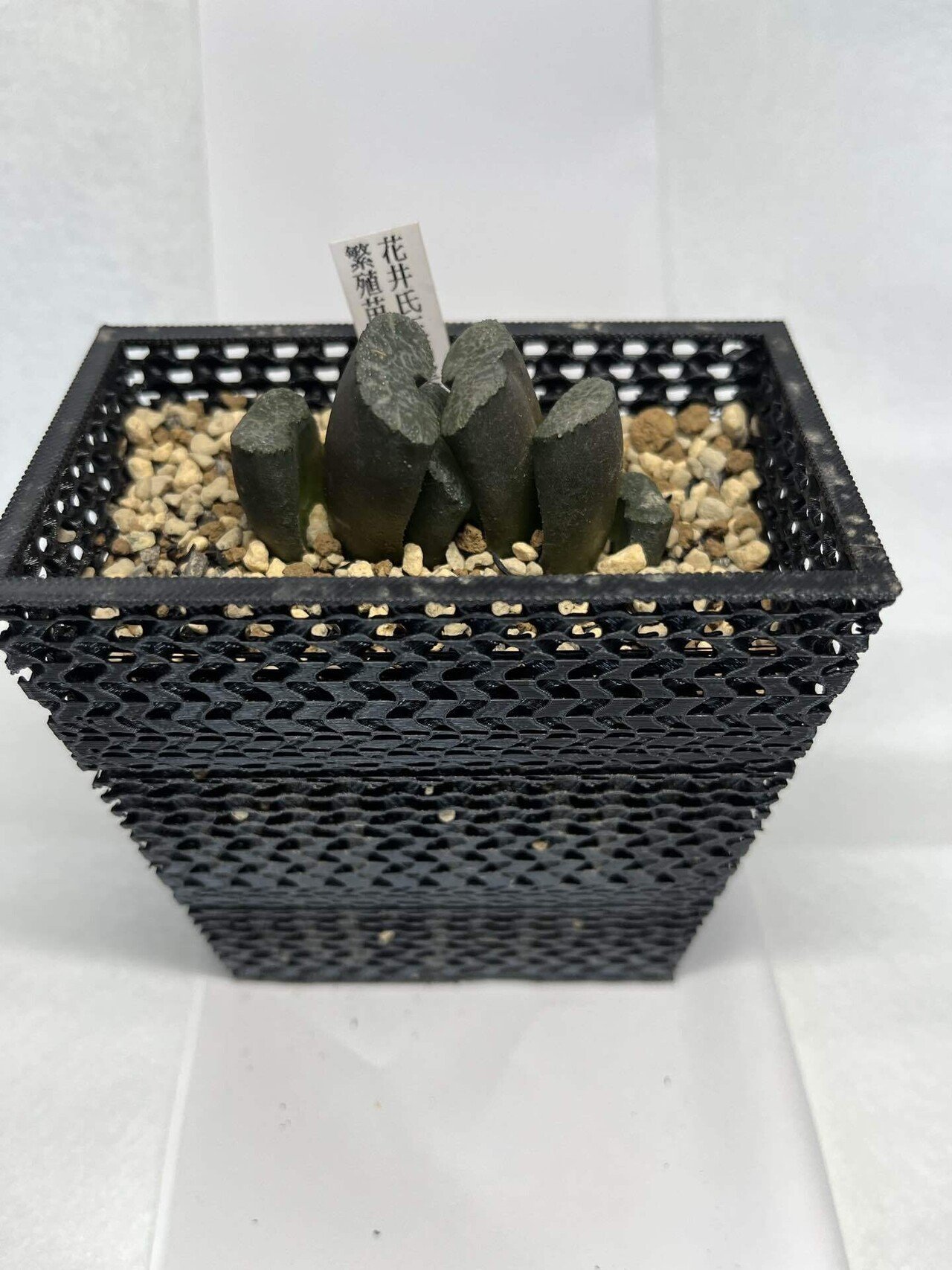 3dプリンター鉢 5個セット 7号鉢 ジャイロイド メッシュ ブラック 通気性は