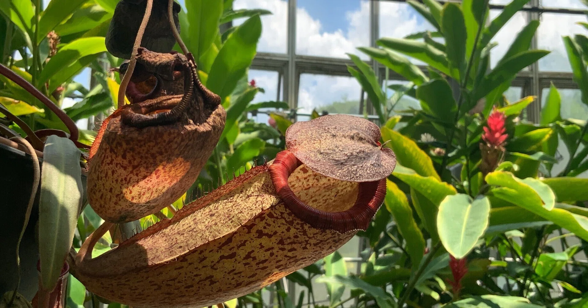 食虫植物（京都府立植物園）：2025年7月26日（土）｜藤井秀昭（『京都