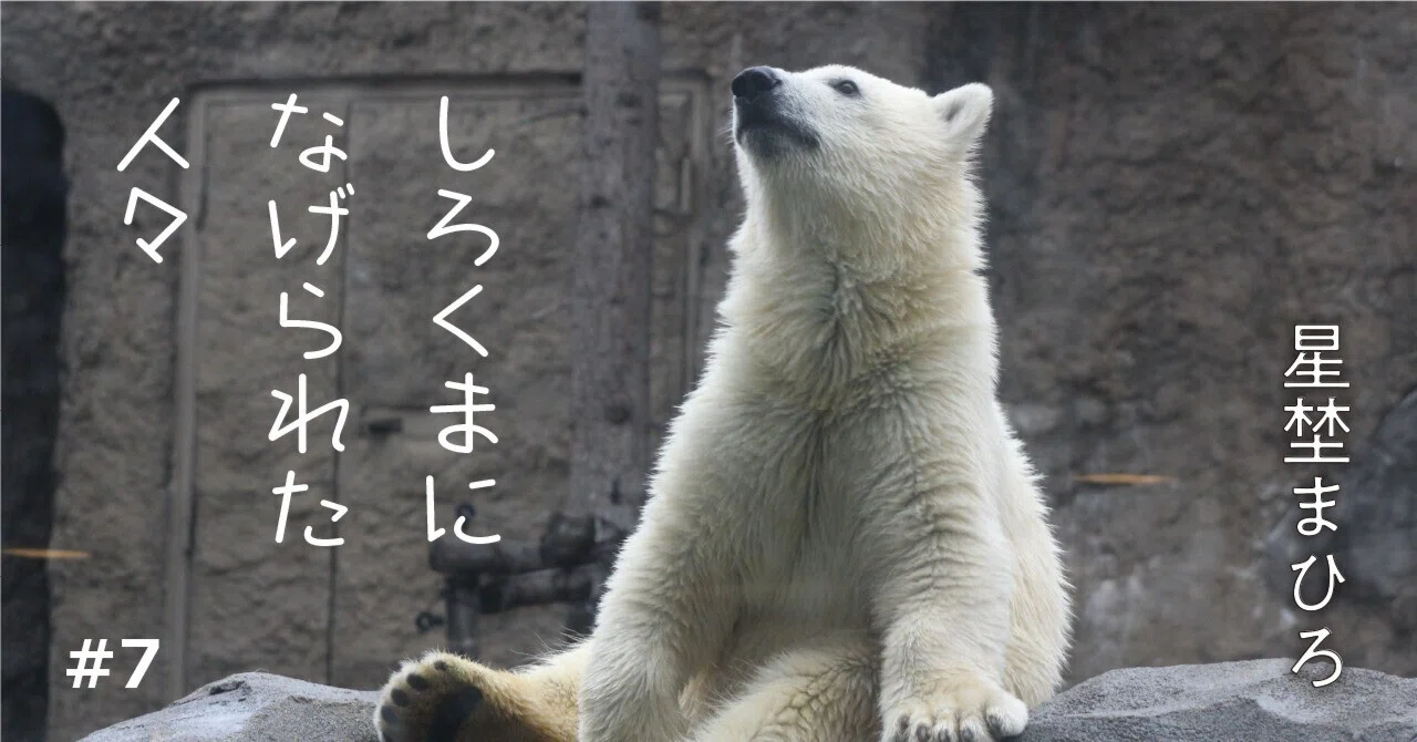 People Thrown by a Polar Bear #7 (Mahiro Hoshino)｜キタノステラ