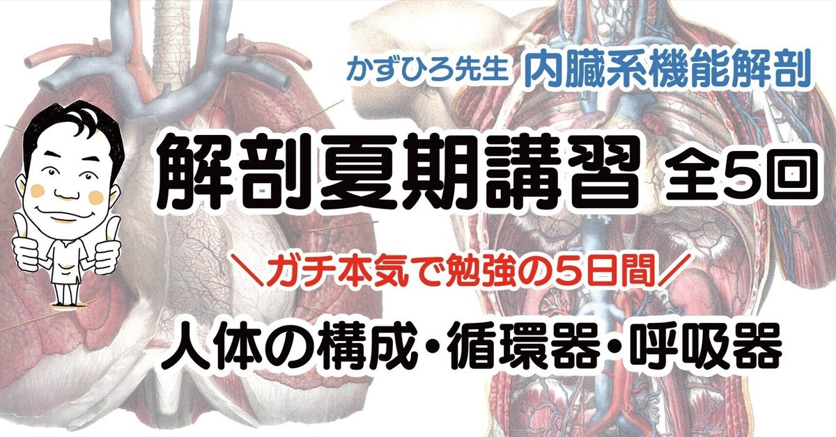 解剖学講義 かずひろ解剖】夏期講習｜人体の構成・循環器・呼吸器｜ ＼ガチ
