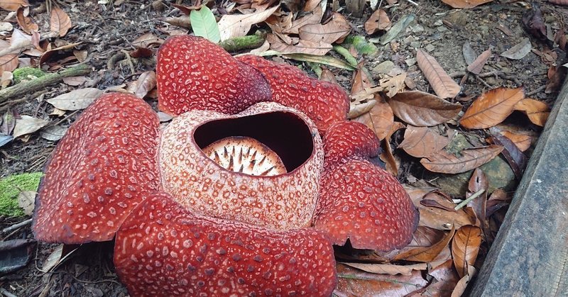 目地すは ラフレシア的人生 浜川友希 Note