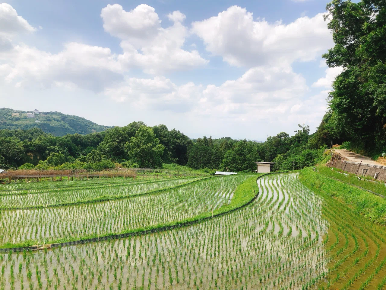 旅行記】大阪府千早赤阪村「棚田・建水分神社・土鈴人形」｜地域文化