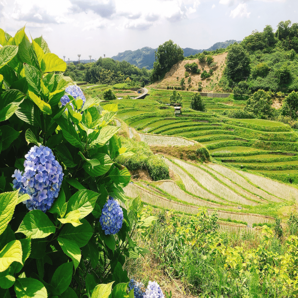 旅行記】大阪府千早赤阪村「棚田・建水分神社・土鈴人形」｜地域文化