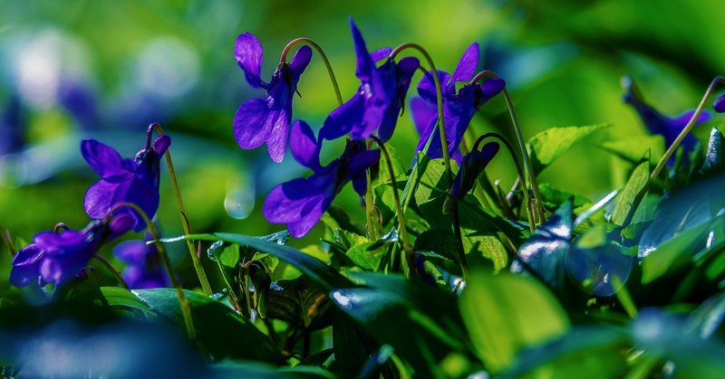 記録 マグノリアと春の雨 あゆたか Note