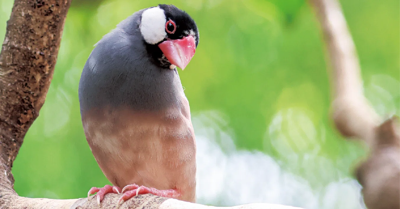 とことんブンチョウ、インコ・オウム』の見どころ??｜ブンイチ（文一 