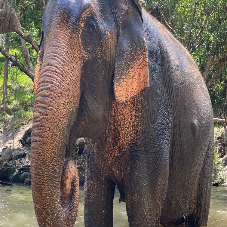 世界のホテル探訪13🇹🇭 タイ北部のエレファントサンクチュアリ